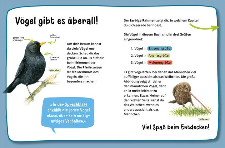 Produktbild Kosmos Mein erster Naturführer, Was fliegt denn da? (Deutsch, Lea Hille, 2023)
