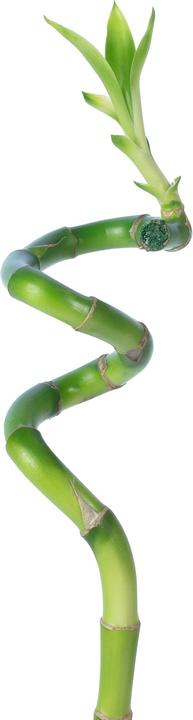 Immagine prodotto Flowerbox Lucky Bamboo - Dracaena Sanderiana (50 cm)