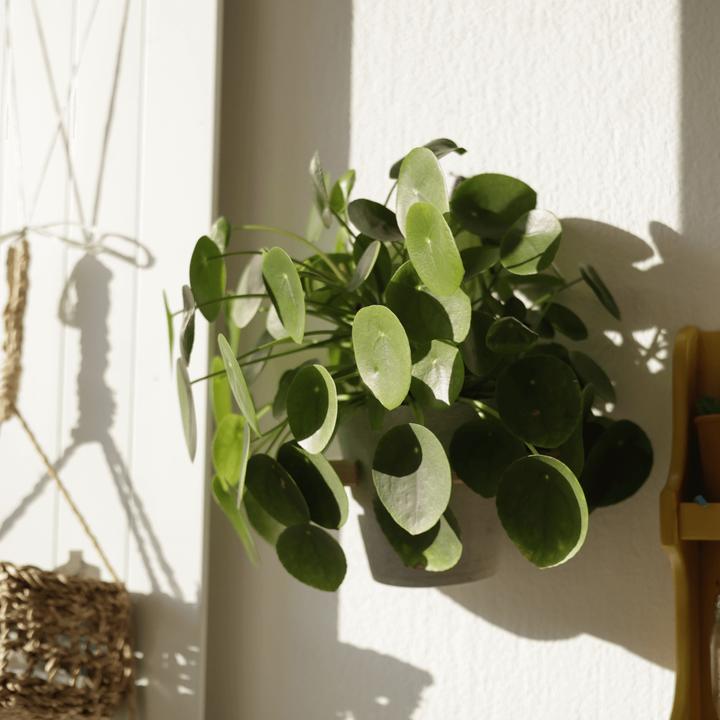 Image du produit Mary and Plants Ufo Plant (30 cm)