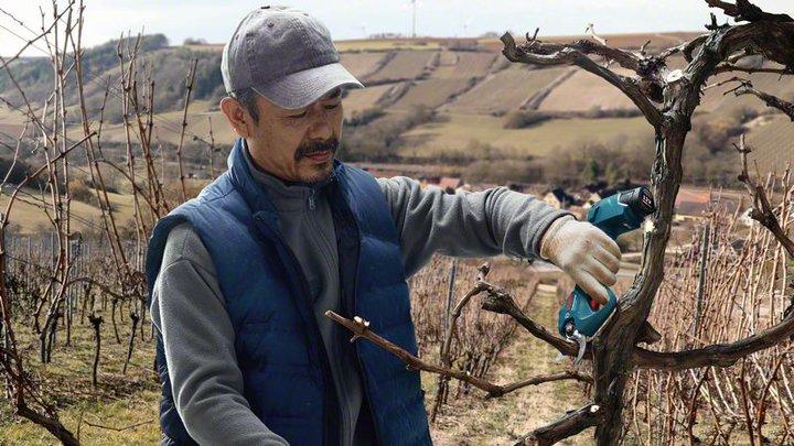 Produktbild Bosch Professional Pro Pruner
