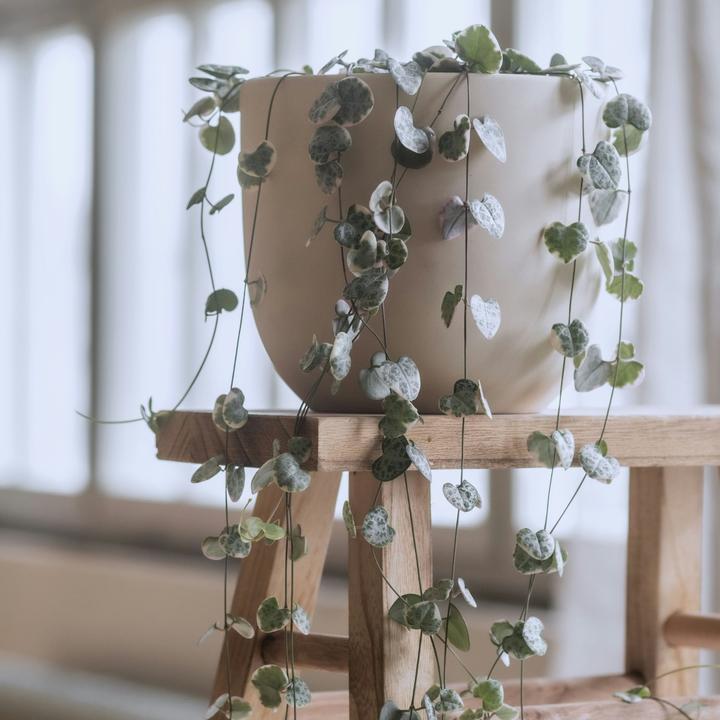 Immagine prodotto Plant in a Box Ceropegia linearis Woodii - foglia del cuore a catena affondante (30 cm)