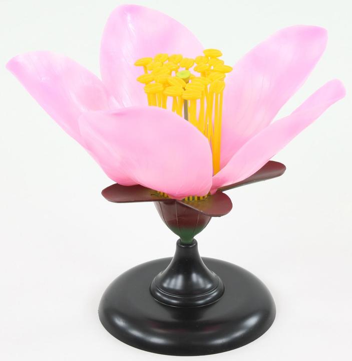 Produktbild Betzold Set: Die Kirschblüte (Deutsch)
