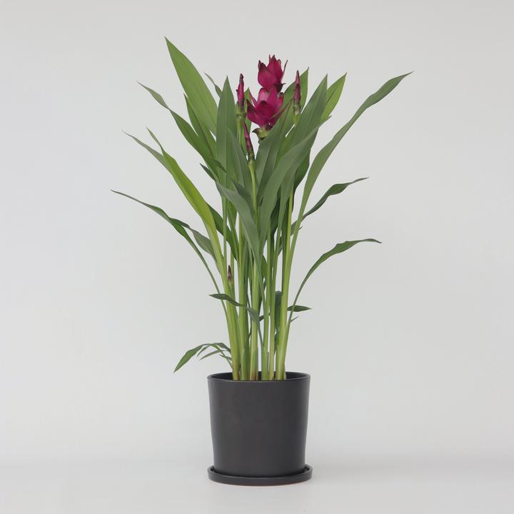 Image du produit Plant in a Box Curcuma alismatifolia - Curcuma (80 cm)