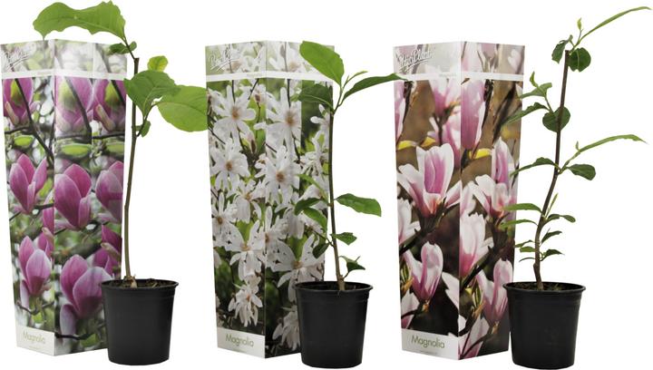 Immagine prodotto Plant in a Box Magnolia susan, soulangeana, stellata - 3er Set Magnolie (25 cm)