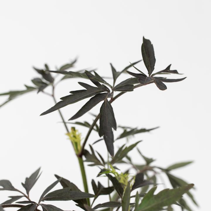 Produktbild Plant in a Box Sambucus nigra 'Black Lace' - 4er Set Holunder (25 cm)