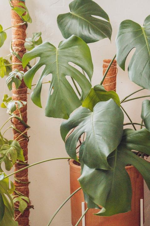 Image du produit Classy Casita Tiges de coco Supports pour plantes grimpantes (160 cm)