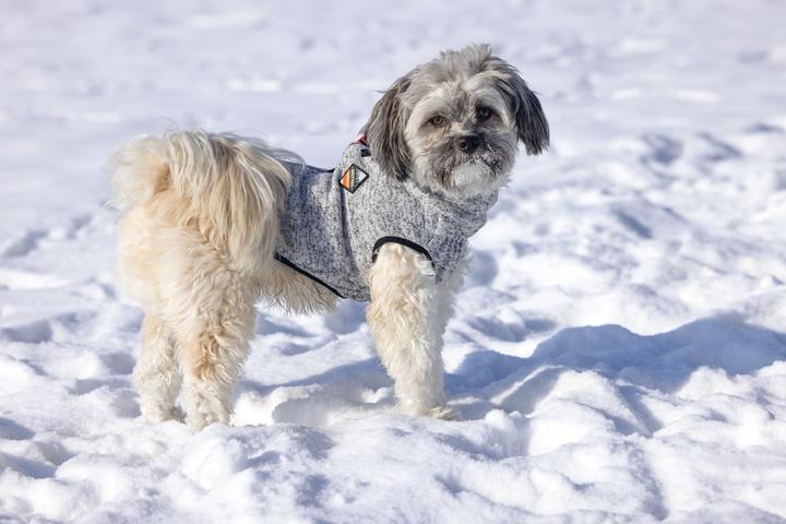 Image du produit Beeztees Celia (36, Pull-over pour chien)