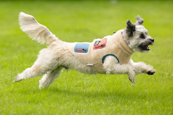 Produktbild Beeztees Hundemantel Teddy (XXL, Hundepullover)