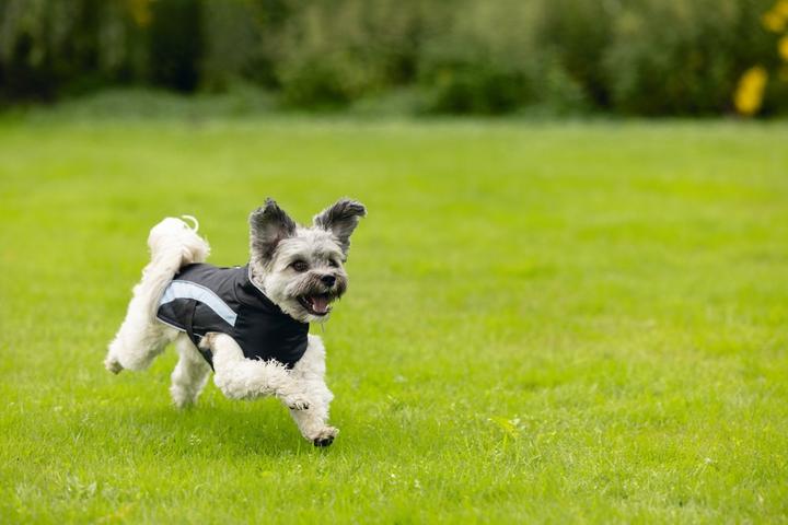 Produktbild Beeztees Hundemantel Saby (XXS, Hundemantel)
