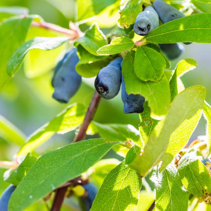 Actual product image Plant in a Box Lonicera kamtchatica - Set of 3 Kamchatka honeysuckle (25 cm)
