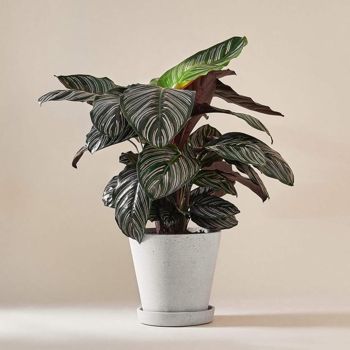 Mary and Plants Calathea Ornata Sanderiana mit HAY Topf in Hellgrau (75 cm)
