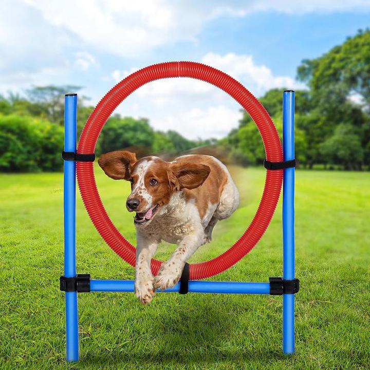 Immagine prodotto Pet Toys Set di anelli per cani (Destrezza)