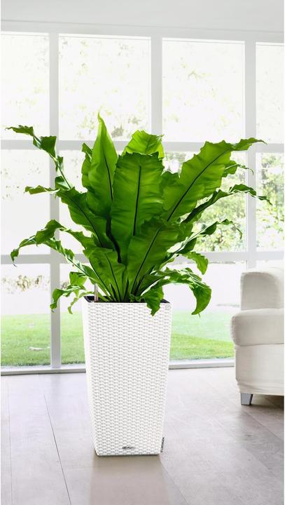 Produktbild Lechuza Cubico Cottage (29.50 cm)