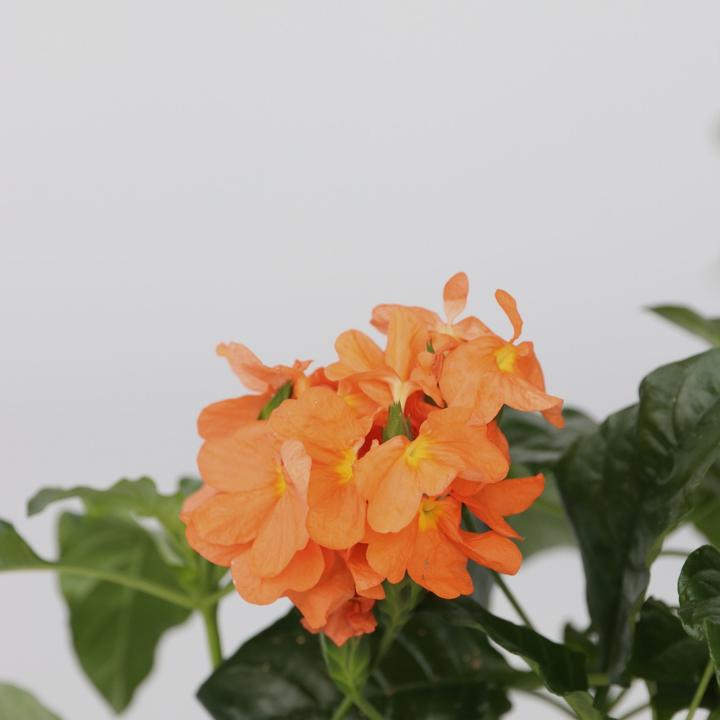 Immagine prodotto Plant in a Box Crossandra infundibuliformis 'Fortuna' - Set di 4 fiori di fuoco (20 cm)