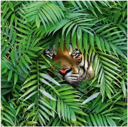 Produktbild Karte Fotografie Tiere Tiger