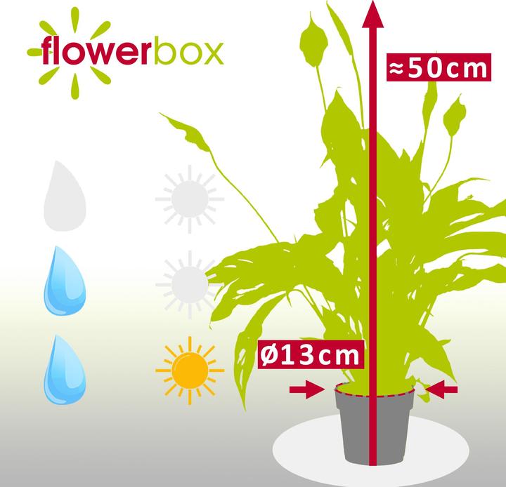 Produktbild Flowerbox Einblatt - Spathiphyllum (50 cm)
