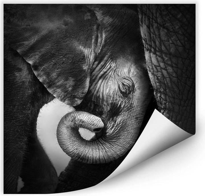 Immagine prodotto Trenddeko Il cucciolo di elefante (70 x 70 cm)