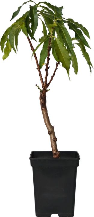 Produktbild Plant in a Box Prunus 'Bonanza' - Pfirsichbaum (60 cm)