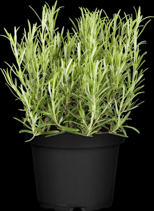 Produktbild Rosmarin (50 cm)
