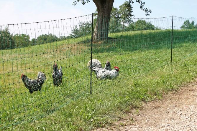 Immagine prodotto Kerbl Geflügelnetz