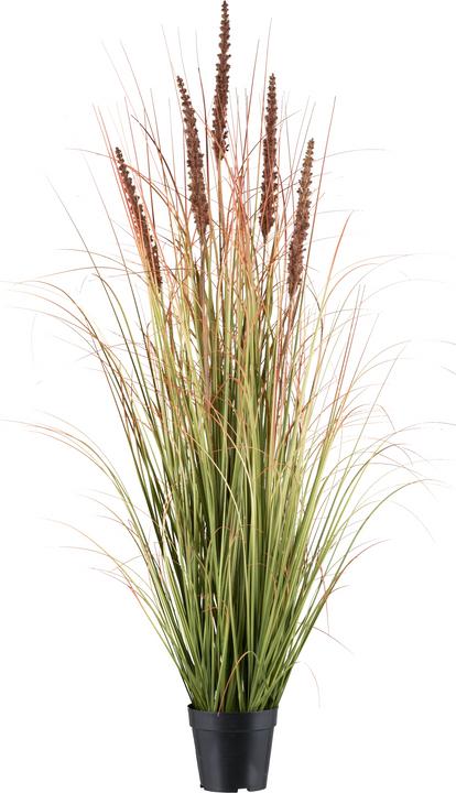 Actual product image Gasper Grass bush with millet, mocha H: 123 cm (123 cm)
