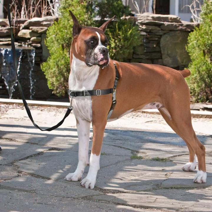 Produktbild PetSafe Easy Walk (M, Hund, Spazieren)
