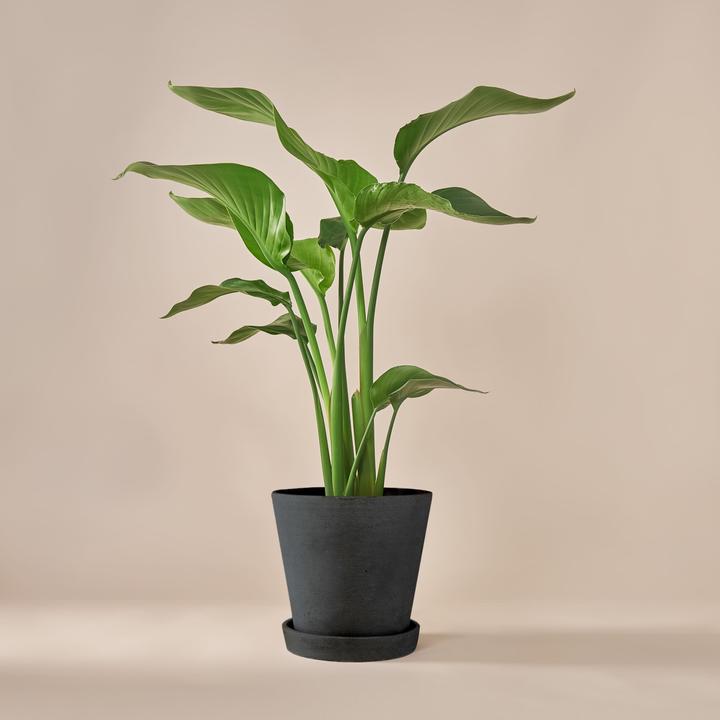 Immagine prodotto Mary and Plants Strelitzia Nicolai con vaso HAY in nero (70 cm)