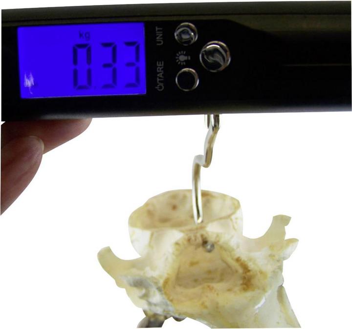 Actual product image Berger & Schröter Hand scale digital 50 kg with LED flashlight