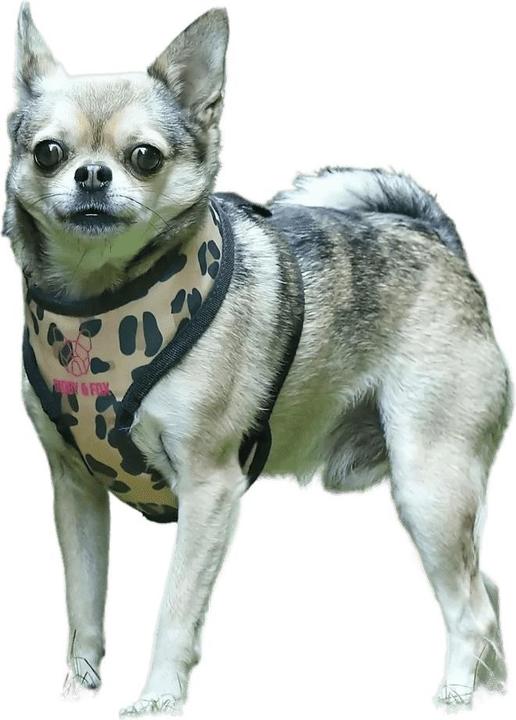 Immagine prodotto Digby & Fox Pettorina per cani con motivo leopardato (40, 41, 42, 43, 44, 45, 46, 47, 48, 49, 50, 52, 54, 56, 58, 60, 62, 68, Cane, Generale)