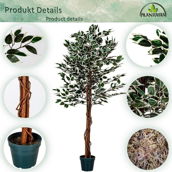 Image du produit Plantasia Ficus Benjamin (190 cm)