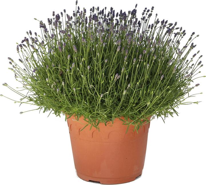 Produktbild Zulauf Lavendel / Lavandula angust. 'Hidcote' (30 cm)
