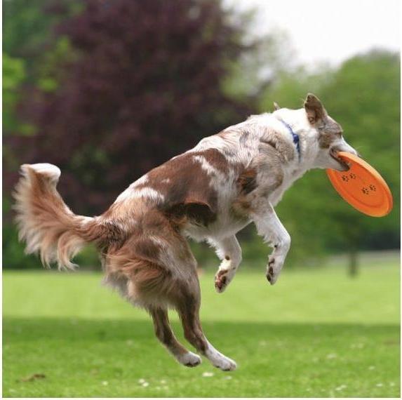 Produktbild Trixie Activity Dog Disc (Wurfspielzeug Hund)