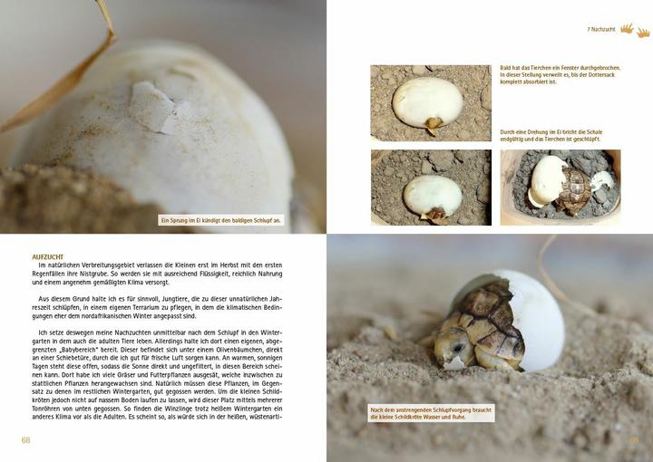 Productafbeelding Testudo kleinmanni (Duits, Christine Dworschak, 2018)