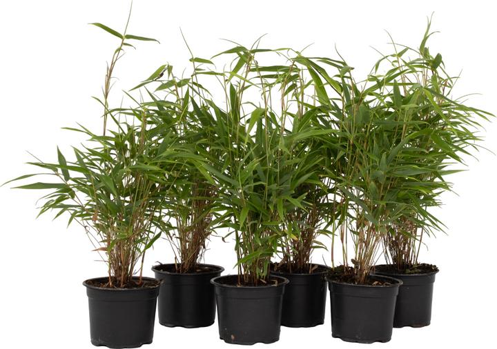 Produktbild Plant in a Box Fargesia rufa - 6er Set Schirmbambus (25 cm)