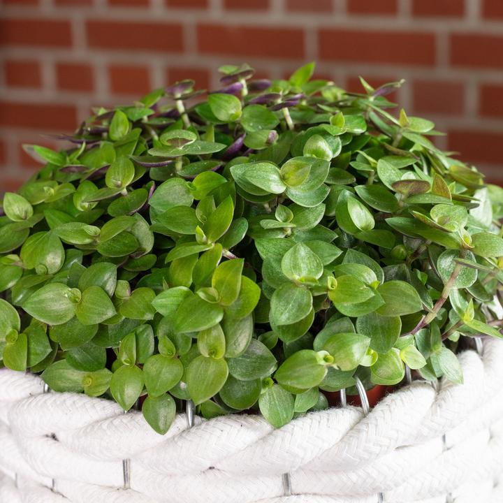 Actual product image Flowerbox Kriechendes Schönpolster - Callisia Turtle "Smit Eden Elegance" (15 cm)