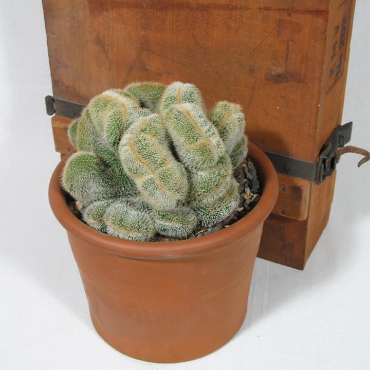 Immagine prodotto Kakteen Gautschi Eriocactus leninghausii cristata (25 cm)