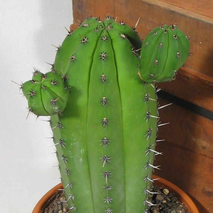 Actual product image Kakteen Gautschi Polaskia chichipe (55 cm)