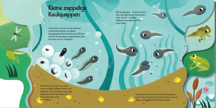Actual product image From little tadpole to frog (German)