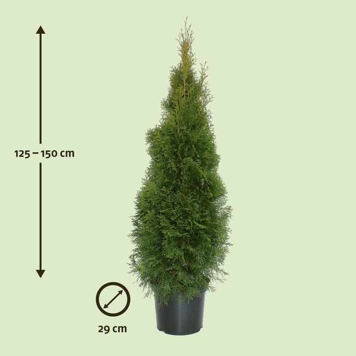Image du produit Zulauf Thuja / Thuja occ. 'Smaragd' (150 cm)