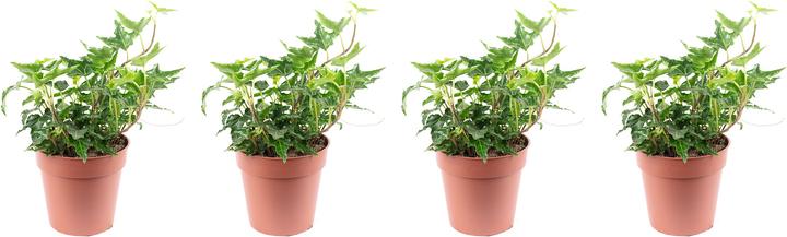 Image du produit Flowerbox Lot de 4 lierres communs - Hedera helix (15 cm)