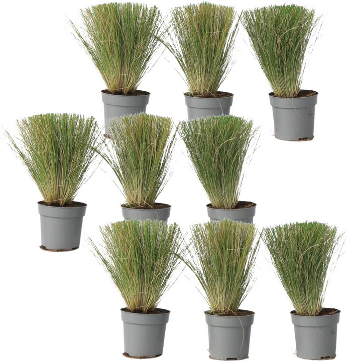 Produktbild Plant in a Box Stipa tenuifolia 'Pony Tails' - 9er Set Zier Federgras (20 cm)