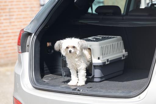 Immagine prodotto Karlie Box di trasporto Nomad Top Loader (Gatto, Cane, Chiudibile a chiave)