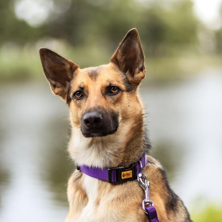 Produktbild Red Dingo DINGO Energy purple - Hundehalsband - 31-49 cm (Hund, Allgemein)