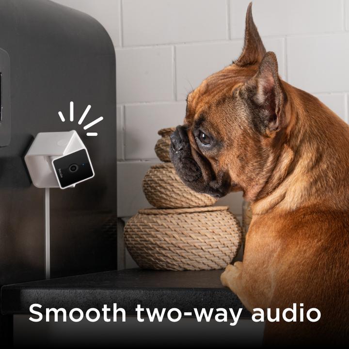 Image du produit Petcube Caméra pour animaux domestiques (Jouets avec herbe à chat)