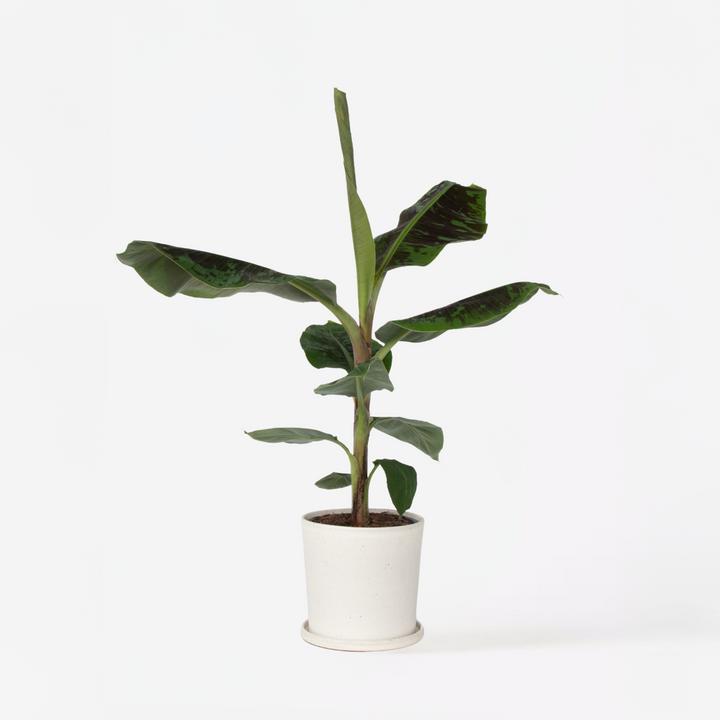 Actual product image Plant in a Box Musa Dwarf Cavendish - (90 cm)