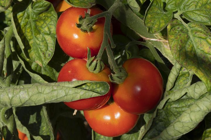 Image du produit Zollinger Bio Tomate, Sibérie précoce (Germes)