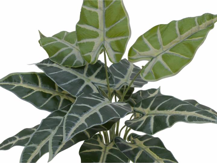 Image du produit Europalms Caladium (38 cm)