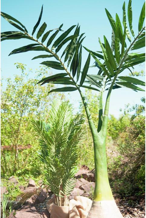 Produktbild Europalms Phönix Palme (240 cm)