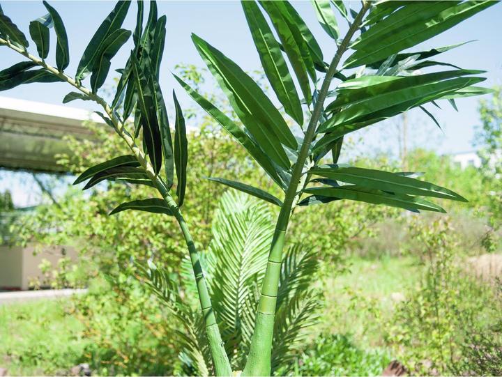 Produktbild Europalms Phönix Palme (240 cm)