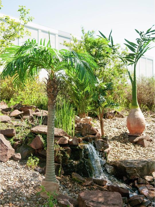 Produktbild Europalms Phönix Palme (240 cm)